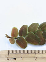 Marcgravia sp. coriacae melon [12 leaf cutting]