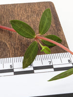 Peperomia rubella [cutting]