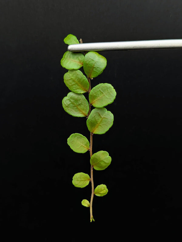 Marcgravia sp. iquitos peru [10-leaf cutting]