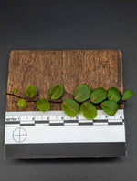 Marcgravia sp. iquitos peru [10-leaf cutting]