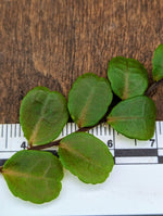 Marcgravia sp. iquitos peru [10-leaf cutting]