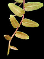 Marcgravia umbellata red-pink [10-leaf cutting]