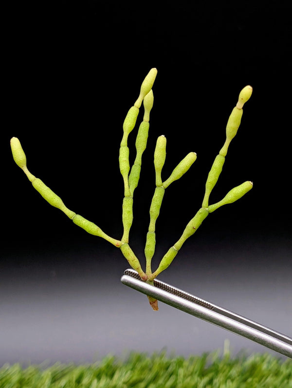 Hatiora salicornioides [cutting]