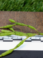 Hatiora salicornioides [cutting]
