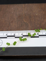 Peperomia emarginella [cutting]