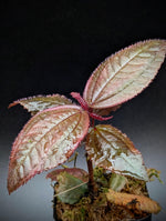 Triolena hirsuta [non-exact]