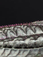 Triolena hirsuta [non-exact]