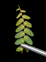 Marcgravia umbellata pink [10-leaf cutting]
