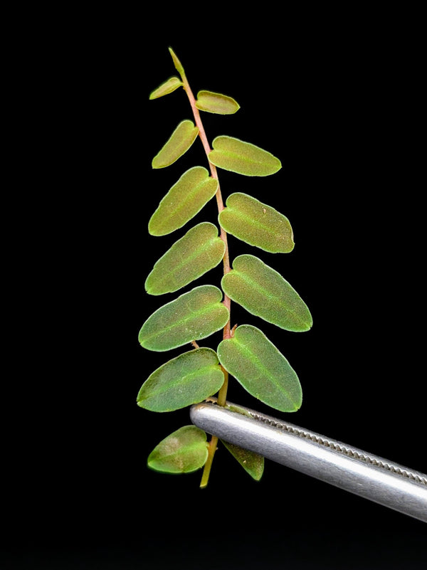 Marcgravia umbellata pink [10-leaf cutting]