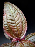 Triolena hirsuta [non-exact]