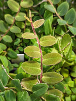 Marcgravia sp. white seam [12 leaf cutting]