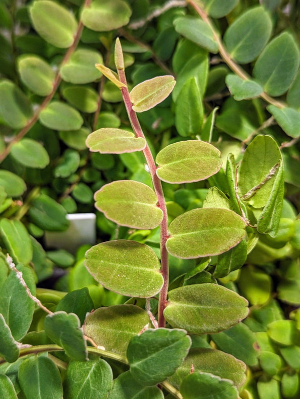 Marcgravia sp. white seam [12 leaf cutting]