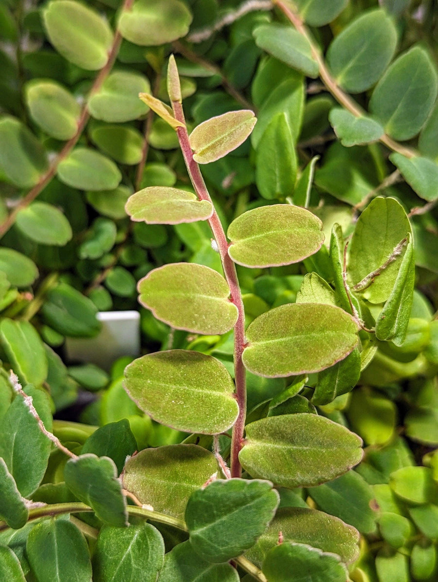 Marcgravia sp. white seam [12 leaf cutting]