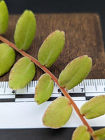 Marcgravia sp. white seam [12 leaf cutting]