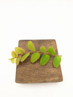 Marcgravia sp. white seam [12 leaf cutting]
