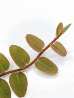 Marcgravia sp. white seam [12 leaf cutting]