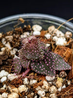 Sarcopyramis sp. pink dot [non-exact]