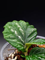 Stauranthera sp. Borneo [non-exact]