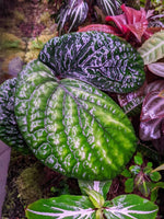 Stauranthera sp. Borneo [non-exact]