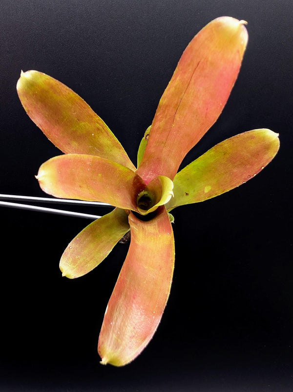 Neoregelia cv. Fireball [unrooted offset]