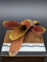 Neoregelia cv. Fireball [unrooted offset]