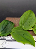 Rhaphidophora cf korthalsii [cutting]
