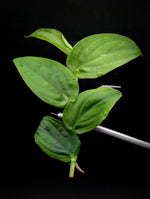Rhaphidophora cf korthalsii [cutting]