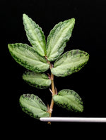Procris (syn: Pellionia) repens [cutting]
