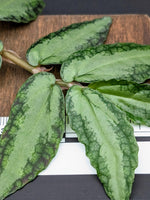 Procris (syn: Pellionia) repens [cutting]