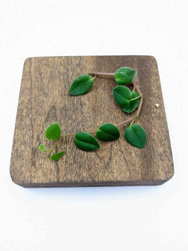 Peperomia perciliata syn. fagerlindii [cutting]