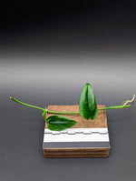 Philodendron sp. 'Arenal' [cutting]