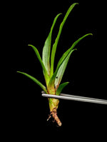 Neoregelia cv. Wild Tiger [unrooted offset]