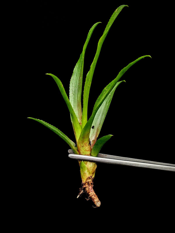 Neoregelia cv. Wild Tiger [unrooted offset]