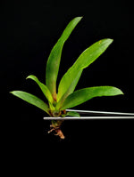 Neoregelia cv. Wild Tiger [unrooted offset]