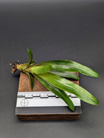Neoregelia cv. Wild Tiger [unrooted offset]