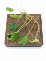Begonia prismatocarpa [cutting]