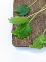 Begonia prismatocarpa [cutting]