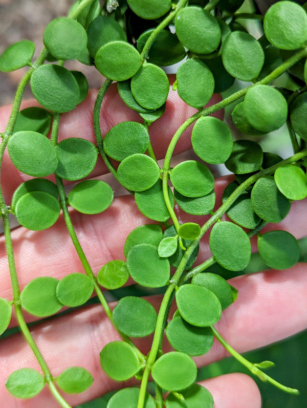 Dischidia nummularia (string of nickels) [cutting]