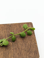 Dischidia nummularia (string of nickels) [cutting]