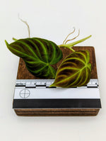 Philodendron verrucosum mini [cutting]