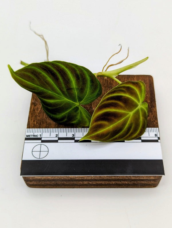 Philodendron verrucosum mini [cutting]