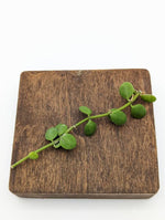 Dischidia nummularia (string of nickels) [cutting]