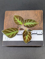 Gloxinella lindeniana [cutting]