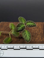 Gloxinella lindeniana [cutting]