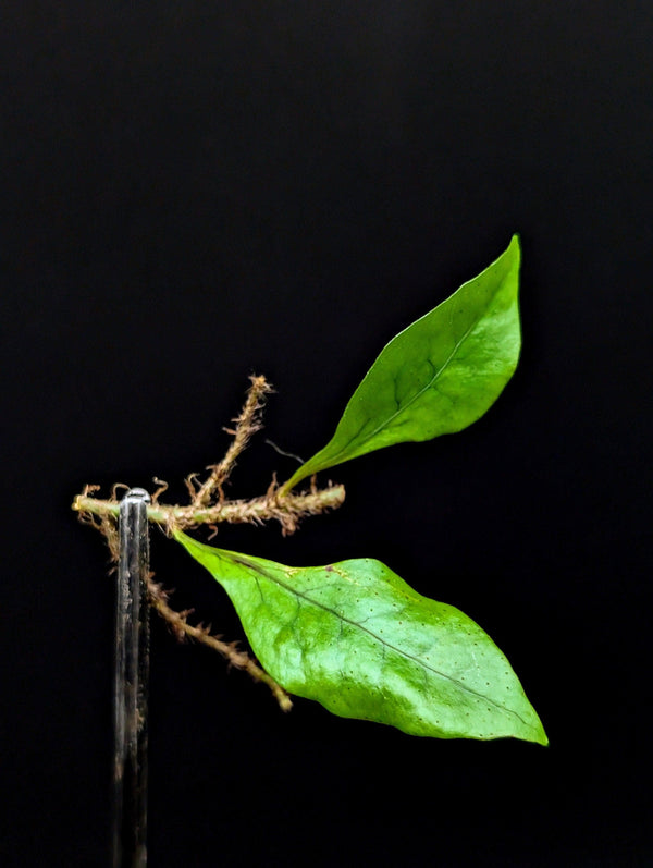 May include: A green plant with two leaves and brown roots on a black background. The plant is attached to a silver metal rod.