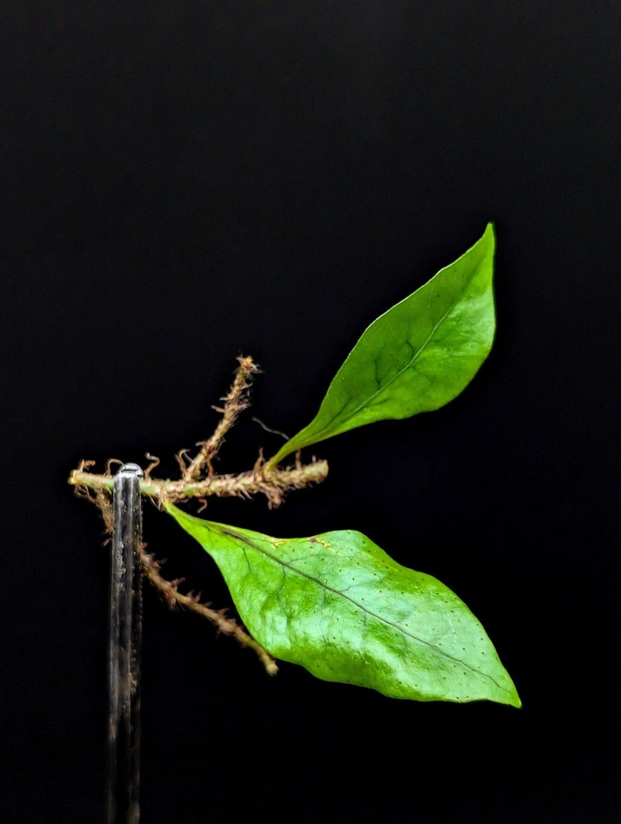 May include: A green plant with two leaves and brown roots on a black background. The plant is attached to a silver metal rod.