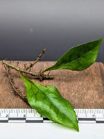 Microsorum linguiforme [cutting]