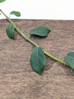 Ficus vaccinioides [cutting]