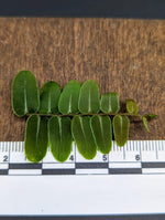 Marcgravia sp. Olivine [10-leaf cutting]