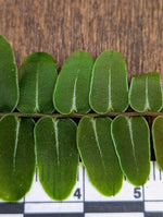 Marcgravia sp. Olivine [10-leaf cutting]